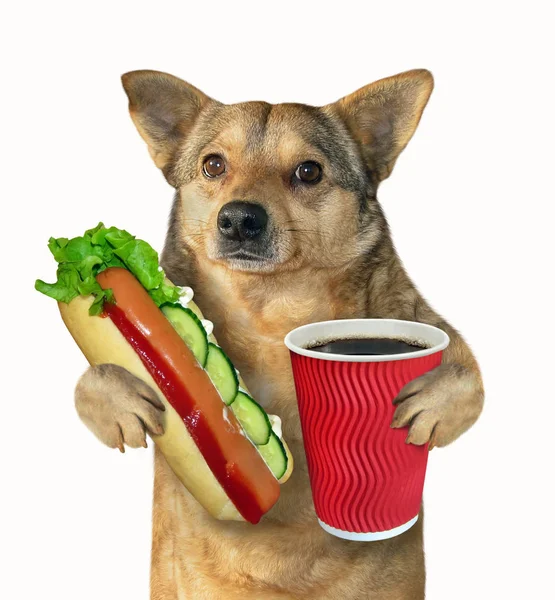 Kundel Pies Posiada Duży Hot Doga Papierowy Kubek Kawy Białym — Zdjęcie stockowe