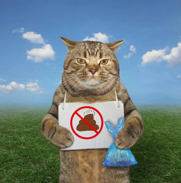 Кіт Поліетиленовим Пакетом Плакатом Який Висить Навколо Шиї Знаходиться Траві — стокове фото