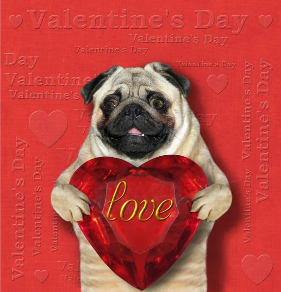 Αστείο Σκύλο Κρατά Ένα Ρουμπίνι Καρδιά Επιγραφή Αγάπη Ημέρα Του — Φωτογραφία Αρχείου