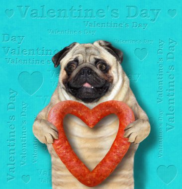 Komik köpek kalp şeklinde sosis tutuyor. Sevgililer günü. Mavi metin arka plan.