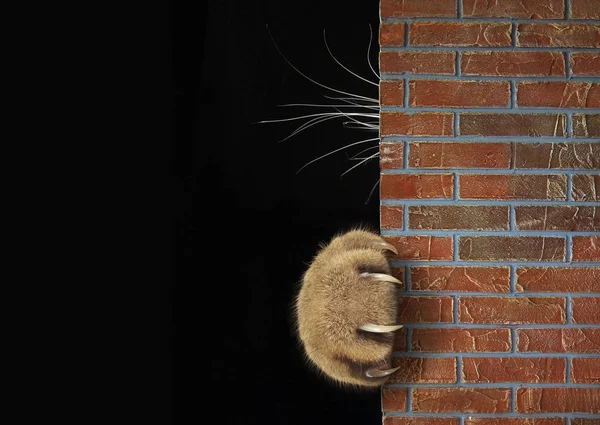 那只猫躲在砖墙后面 只有他的爪子和尖利的爪子和胡须是可见的 黑色背景 — 图库照片