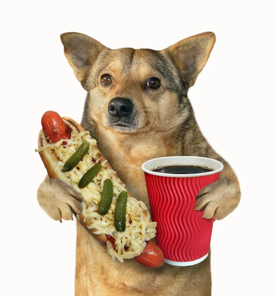 Hond Mutt Houdt Een Grote Hot Dog Een Papieren Kopje — Stockfoto