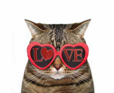 Komik kedi yazıt sevgi ile kırmızı güneş gözlüğü takıyor. Beyaz arka plan.