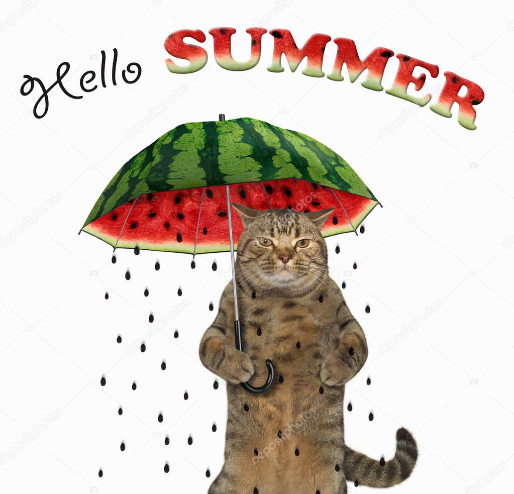 The funny cat is under a watermelon umbrella. Hello summer. White background.