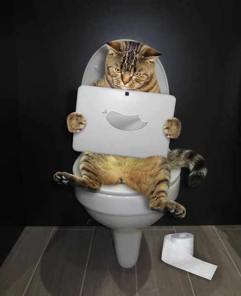 Gato Divertido Está Sentado Inodoro Mirando Fijamente Portátil Baño — Foto de Stock