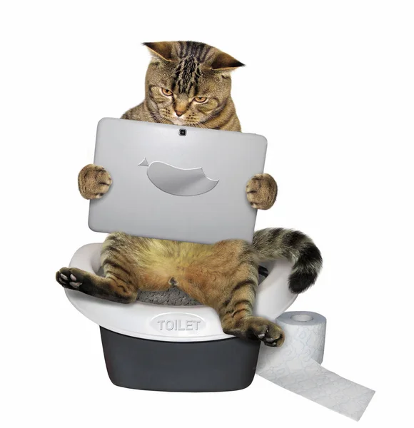 这只滑稽的猫正坐在马桶上看着它的笔记本电脑 白色背斜 — 图库照片