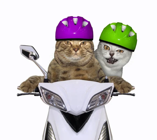 Två Katterna Hjälmar Rider Vit Motorcykel Isolerade — Stockfoto