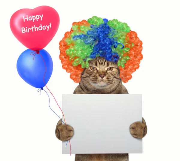 Śmieszne Kot Perukę Koloru Posiada Pusty Transparent Balony Wszystkiego Najlepszego — Zdjęcie stockowe