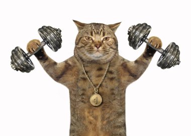 Kedi vücut geliştirmeci spor madalya ile Halter ağırlık egzersizleri yapıyor. Beyaz arka plan. 