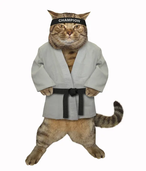 Gato Combate Karate Kimono Blanco Con Cinturón Negro Diadema Prepara —  Fotos de Stock