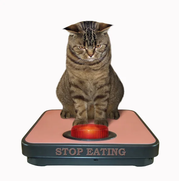 Fat cat scale Stock Photos, Royalty Free Fat cat scale Images |  Depositphotos