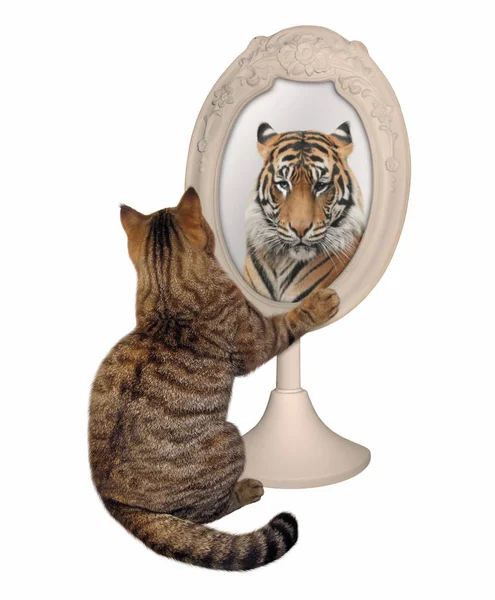Katze sieht sein Spiegelbild — Stockfoto