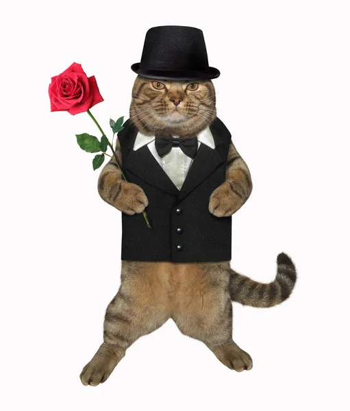 Gato caballero con una rosa roja 2 —  Fotos de Stock