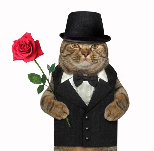 Gato cavalheiro com uma rosa vermelha — Fotografia de Stock