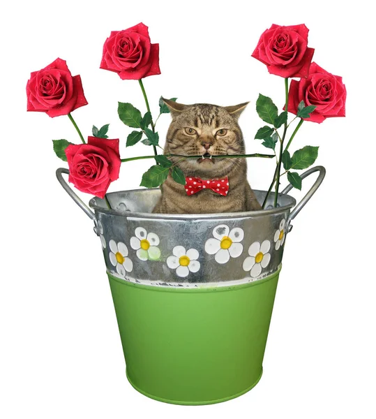 Gato con una rosa en un cubo 2 — Foto de Stock