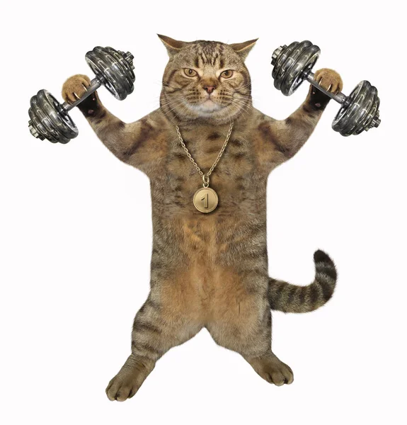 Cat bodybuilder with dumbbells 2 — Stock Photo, Image