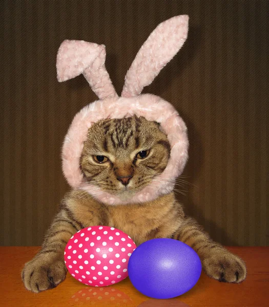 Cat wearing easter bunny ears — Stock Photo, Image