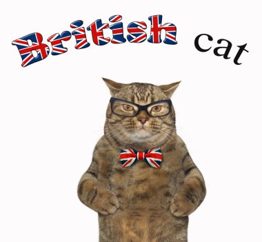 Gözlük 2 İngiliz kedi