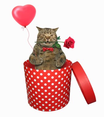 Kırmızı bir kutu içinde bir gül ile kedi