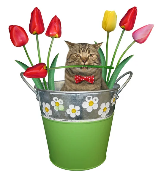 Gato con un tulipán en un cubo — Foto de Stock