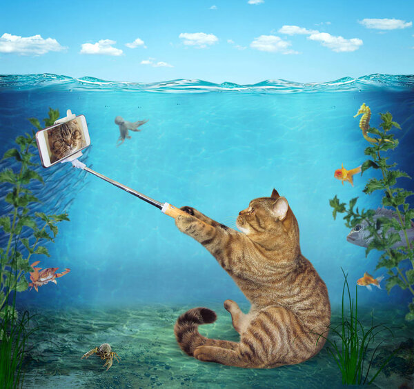 Кот делает селфи под водой
