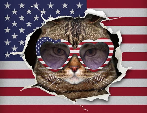 Katze hinter der US-Flagge — Stockfoto