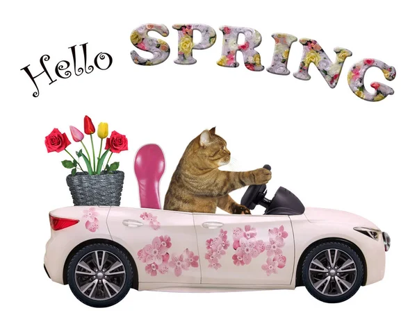 Kot w samochodzie, różowe kwiaty — Zdjęcie stockowe