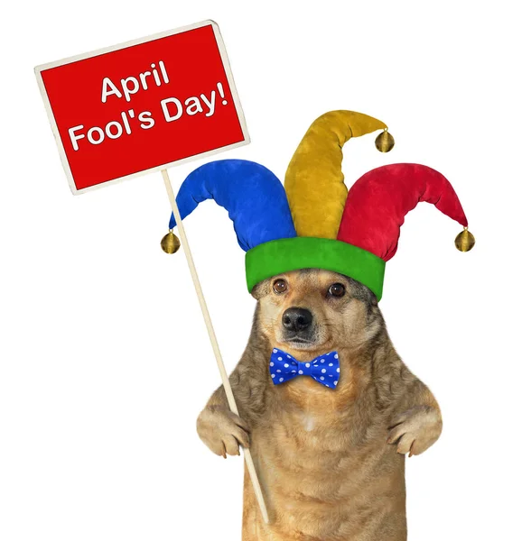 Dog in a jester hat with a sign — Stock Photo, Image