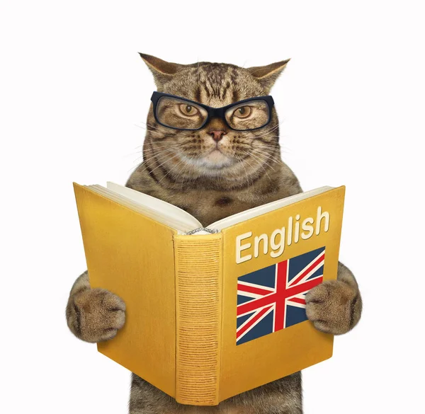 Кот с открытой английской книгой — стоковое фото
