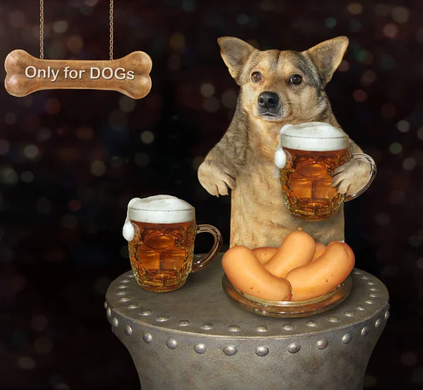 Dog drinking beer in the pub