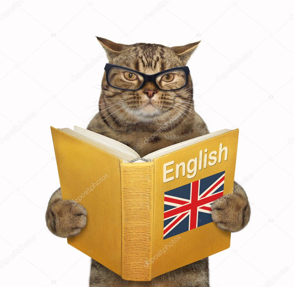 Cat with a open english book