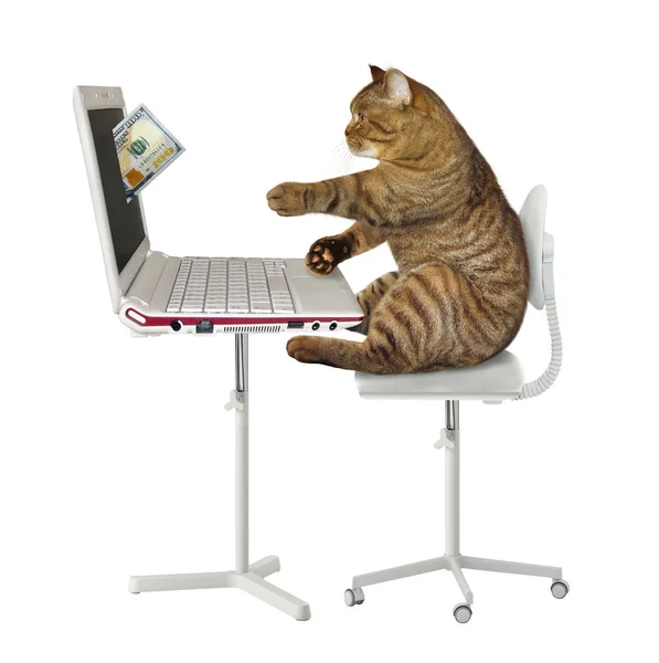 Cat earns money on the computer — Stock Photo, Image