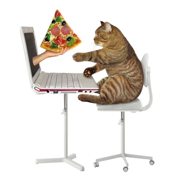 Cat pede pizza online — Fotografia de Stock