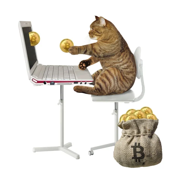 Cat vydělává bitcoiny na počítači — Stock fotografie