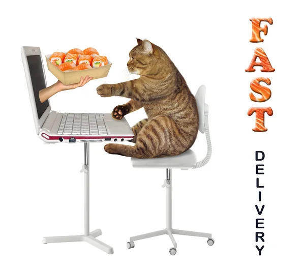 Katze bestellt online Sushi 2 — Stockfoto