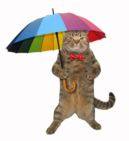 Кіт з кольоровою парасолькою — стокове фото