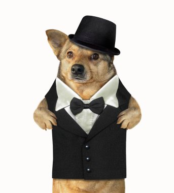 Bir beyefendi olarak giyinmiş köpek