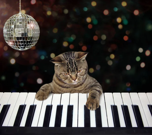 Kedi bir gece kulübünde piyano çalıyor — Stok fotoğraf