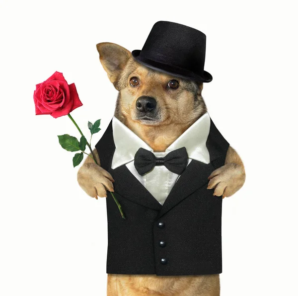 Gato cavalheiro com uma rosa vermelha — Fotografia de Stock