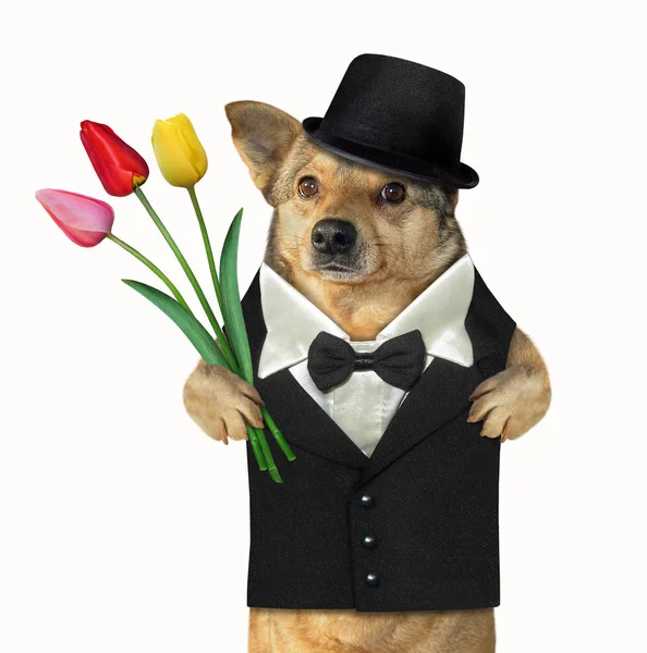 Cavalheiro de cão com tulipas — Fotografia de Stock