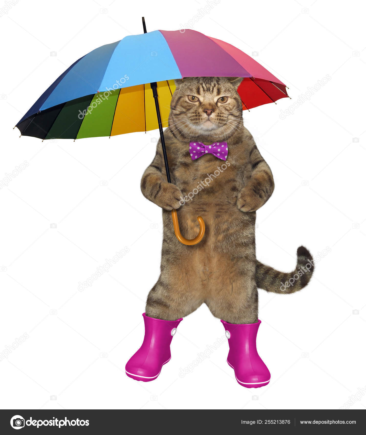 Cat wearing rain boots online