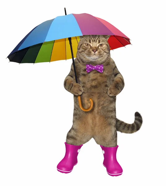 Gato en botas de goma rosa — Foto de Stock