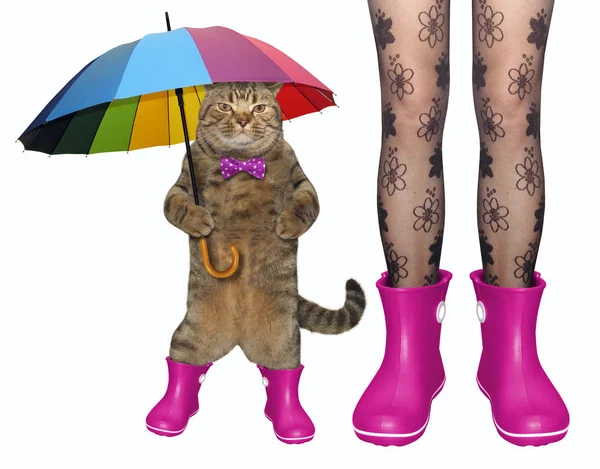 Cat and a girl in pink rubber boots — Stock Photo, Image