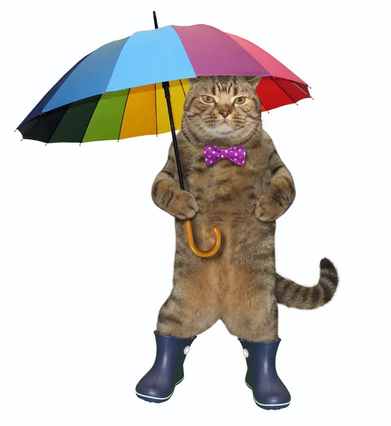 Gato com um guarda-chuva de cor 2 — Fotografia de Stock