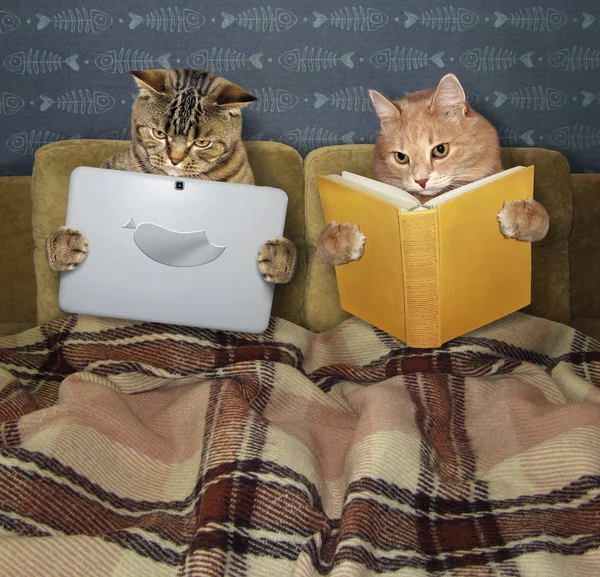 Yatakta istirahat kediler