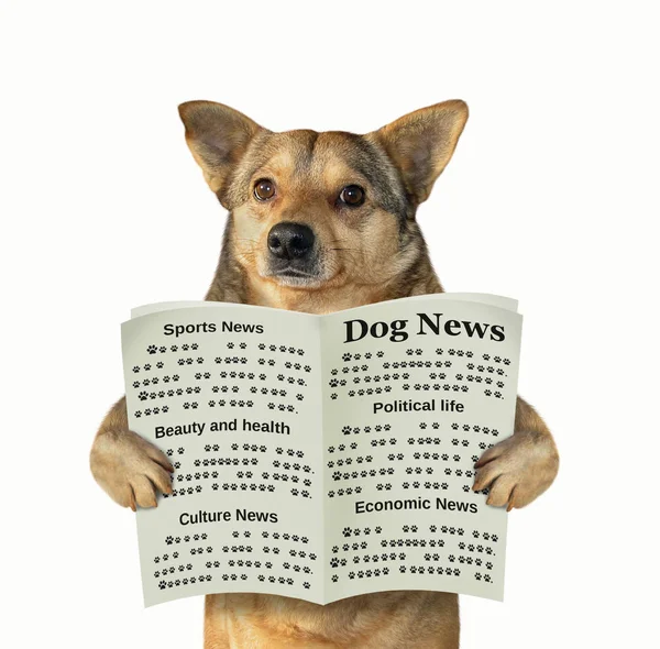 Kutya olvas egy újságot — Stock Fotó
