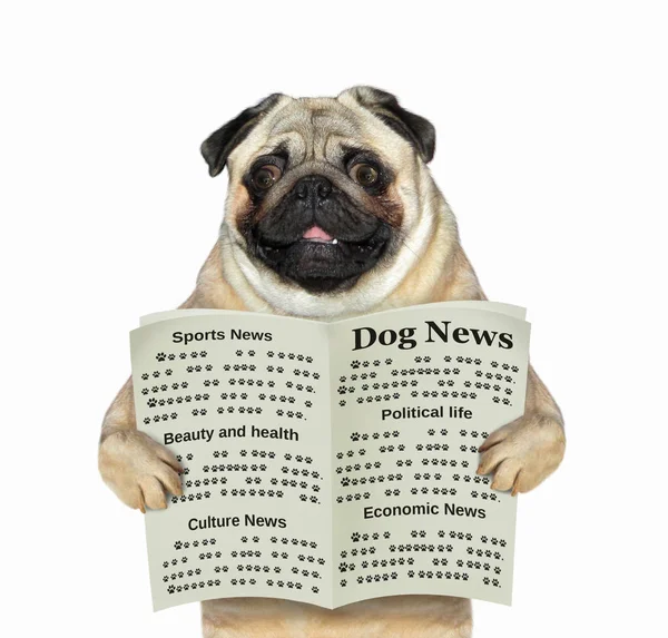 Dog reads a newspaper 2 — Stock Photo, Image