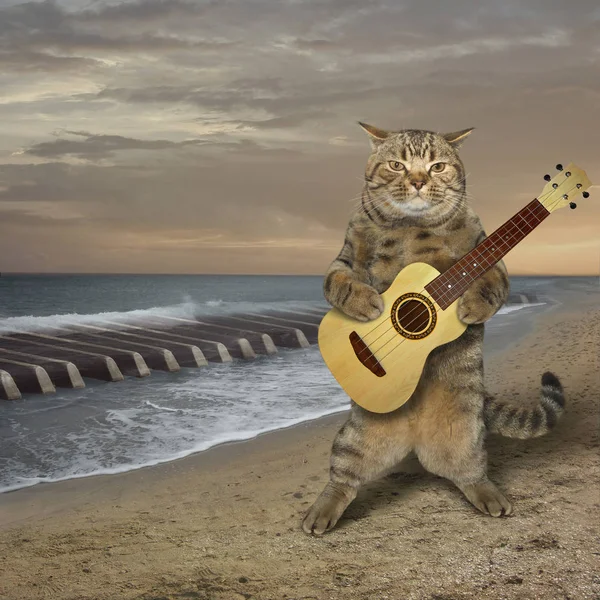 Kedi plajda gitar oynar — Stok fotoğraf