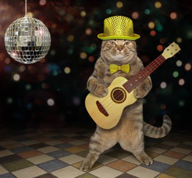 Kedi bir kulüpte gitar oynar