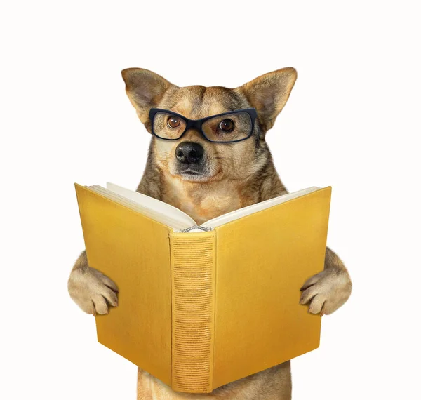 Hond met een open boek — Stockfoto